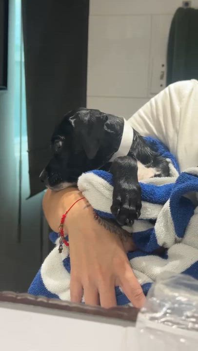 Enlarge LUNA - in NY & ready for a meet & greet, a Adoptable mixed breed in New York, NY video 4/6
