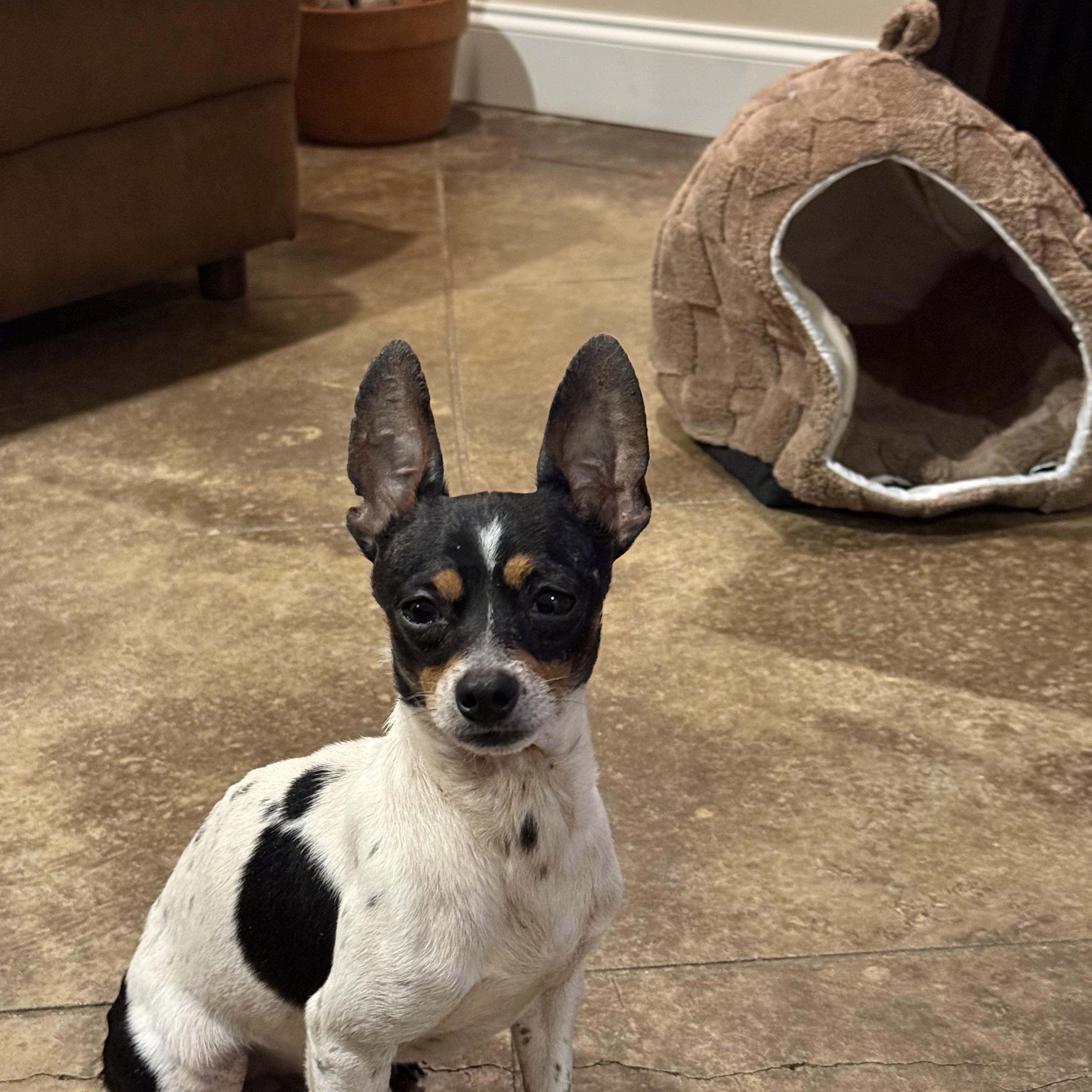 Chico, ADOPTABLE, Adult Male Chihuahua.