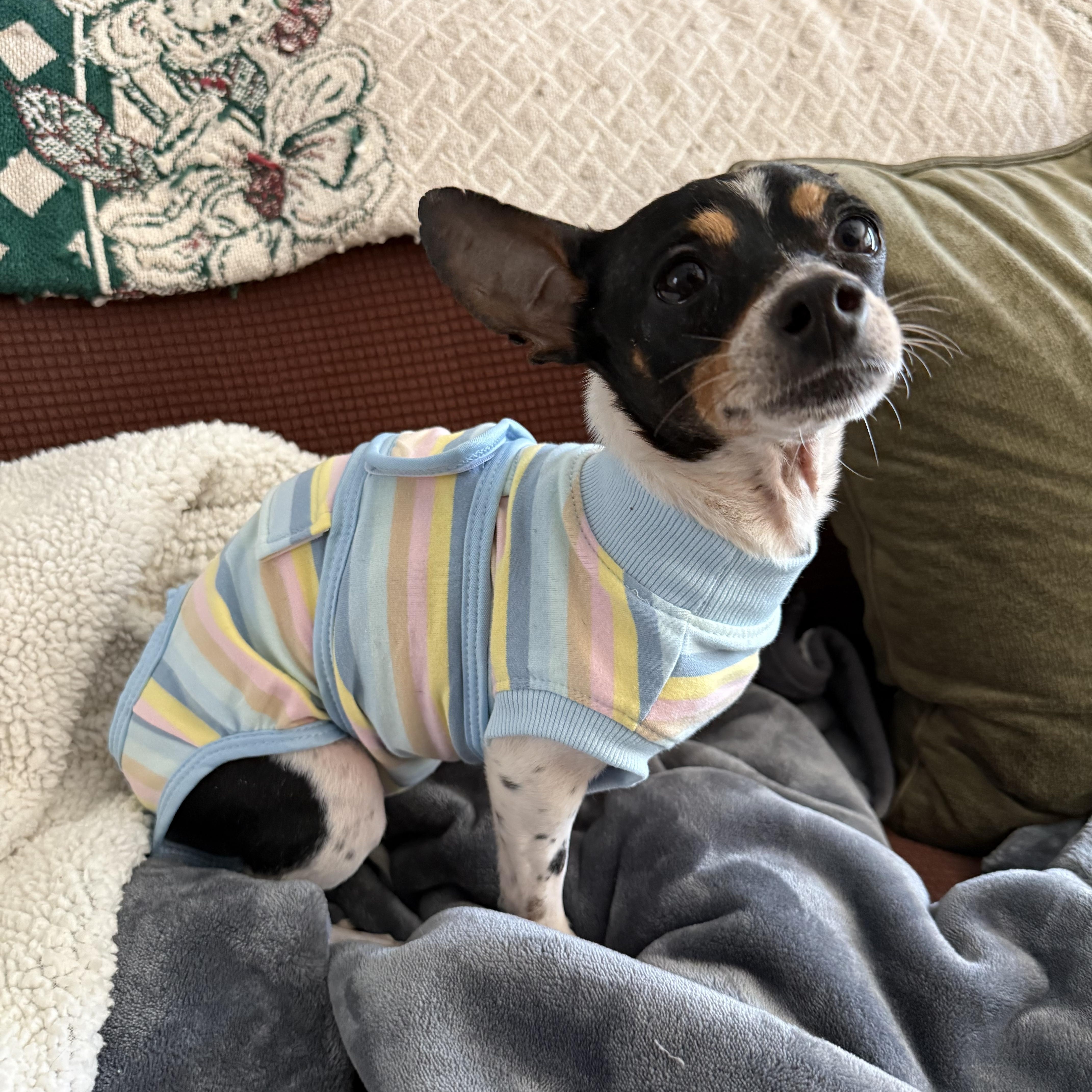 Enlarge Chico, a ADOPTABLE mixed breed in Walker, LA image 3/5