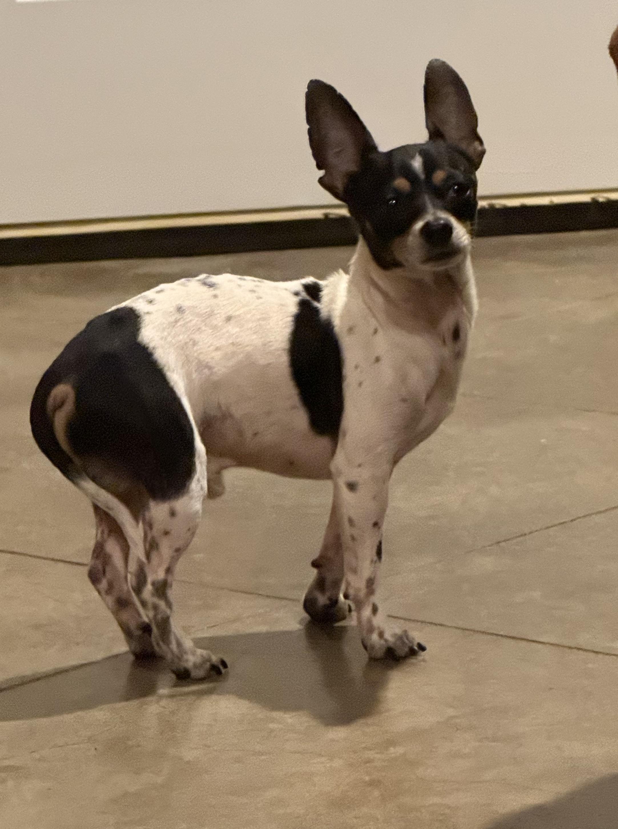 Enlarge Chico, a ADOPTABLE mixed breed in Walker, LA image 4/5