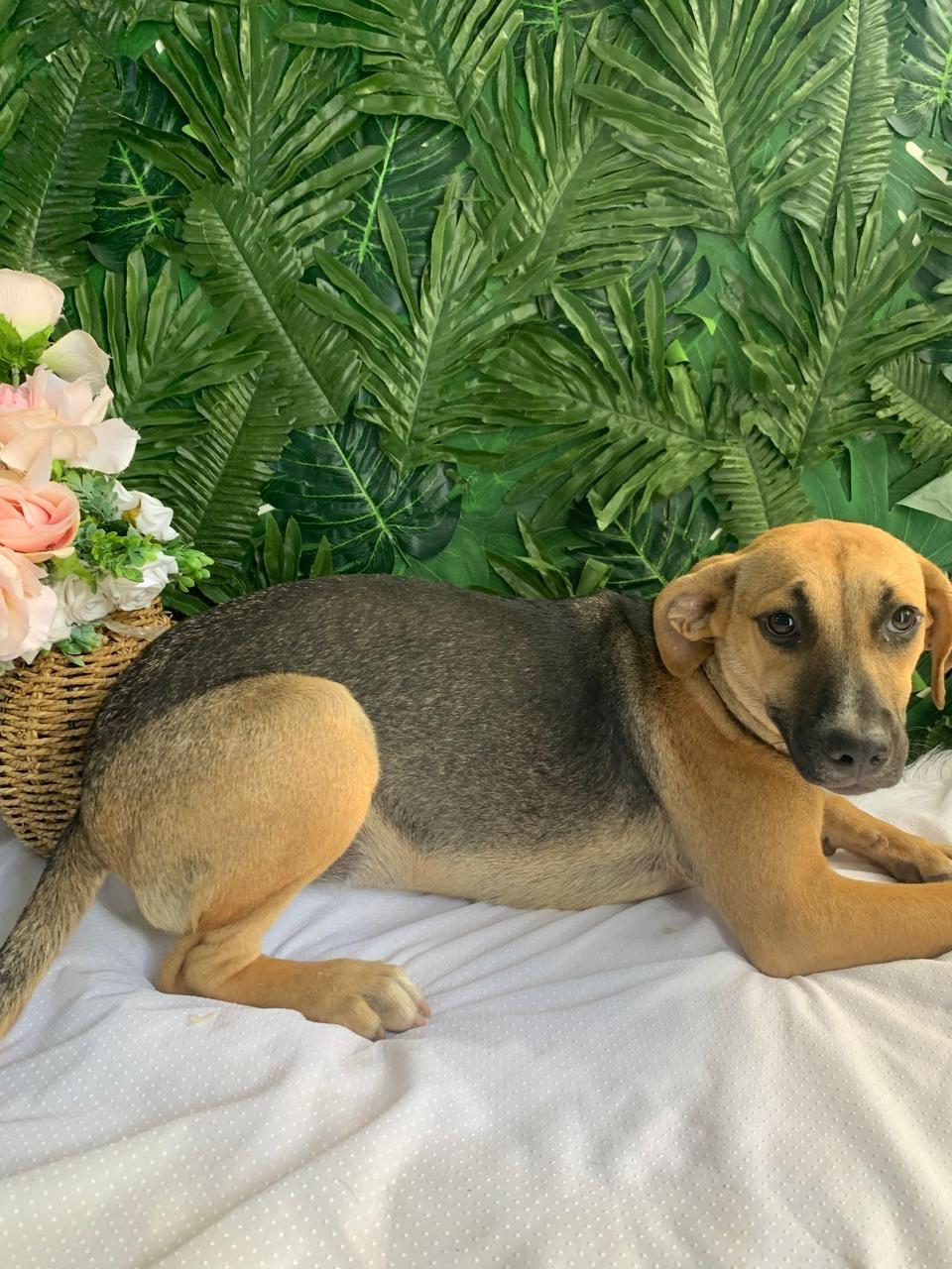 Ramona, a Adoptable Mixed Breed in Richmond, VA image 2/2