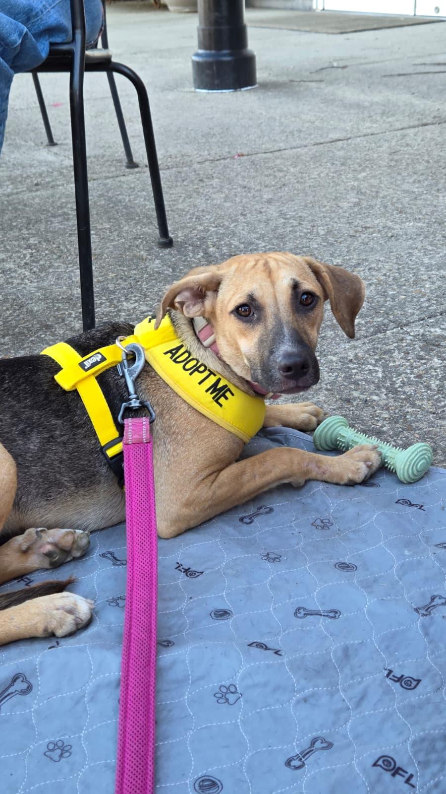 Ramona, Adoptable, Puppy Female Mixed Breed.