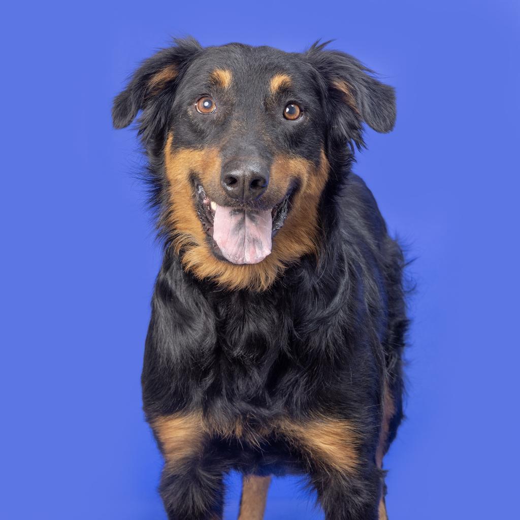Bo, Adoptable, Adult Male Mixed Breed.