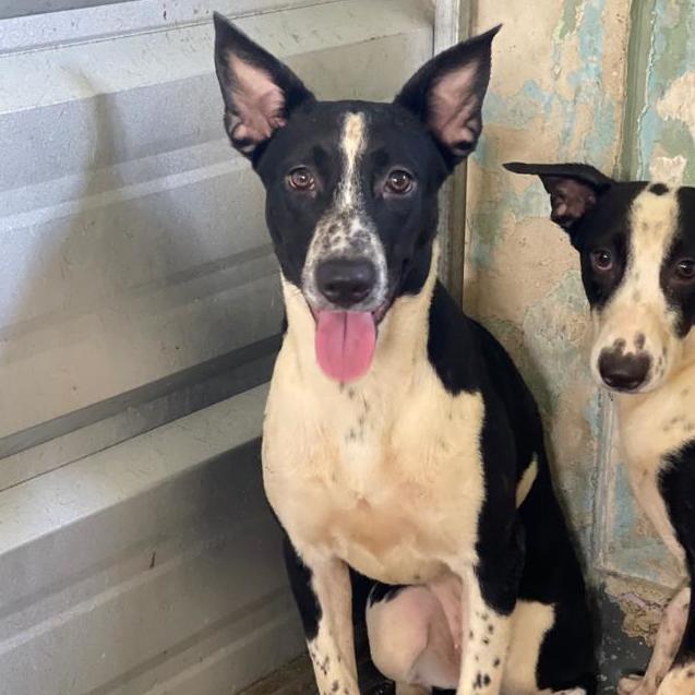 Bean, a Adoptable mixed breed in San Juan, PR image 1/2