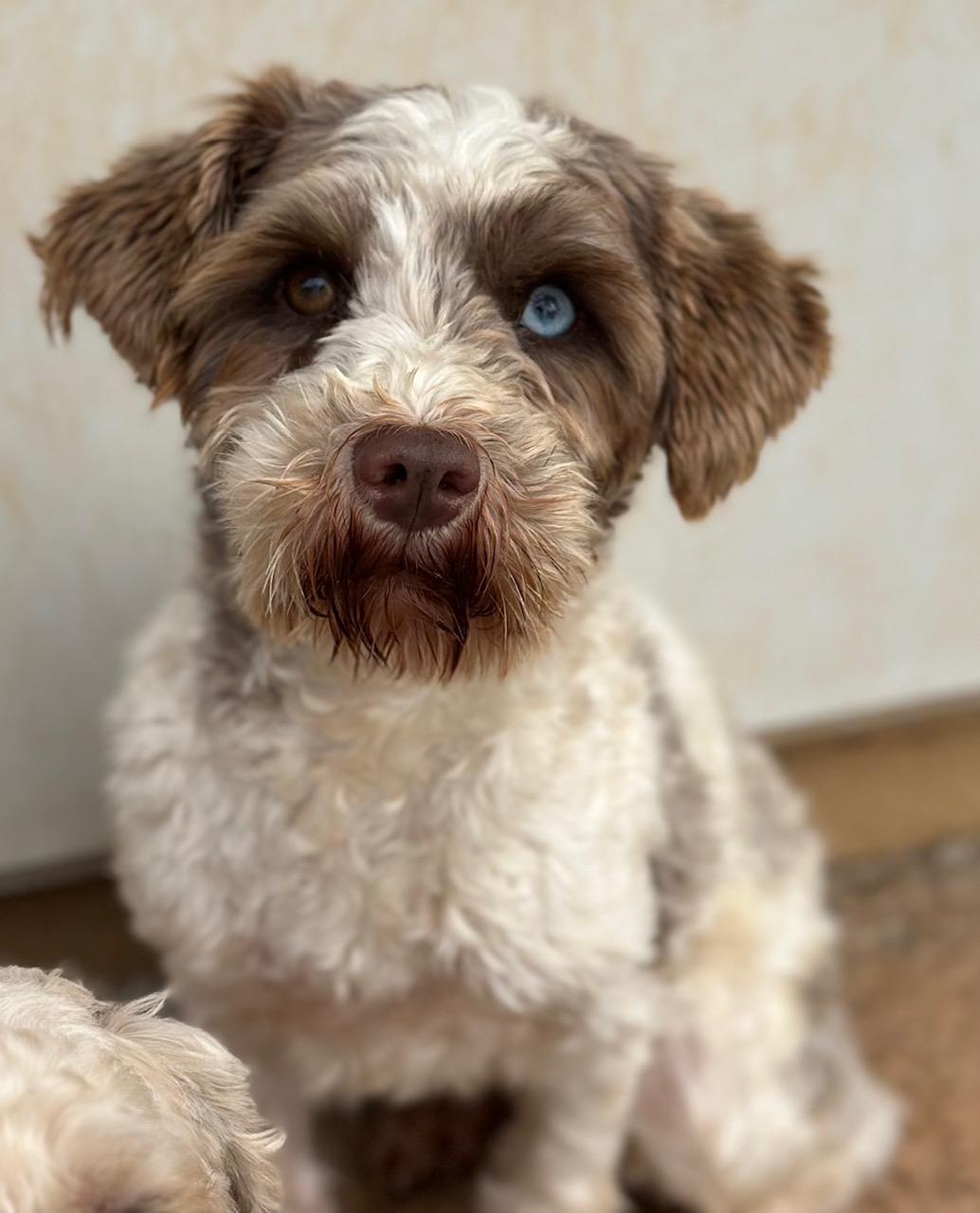 Katniss, a Adoptable Miniature Schnauzer in Atlanta, GA image 2/6