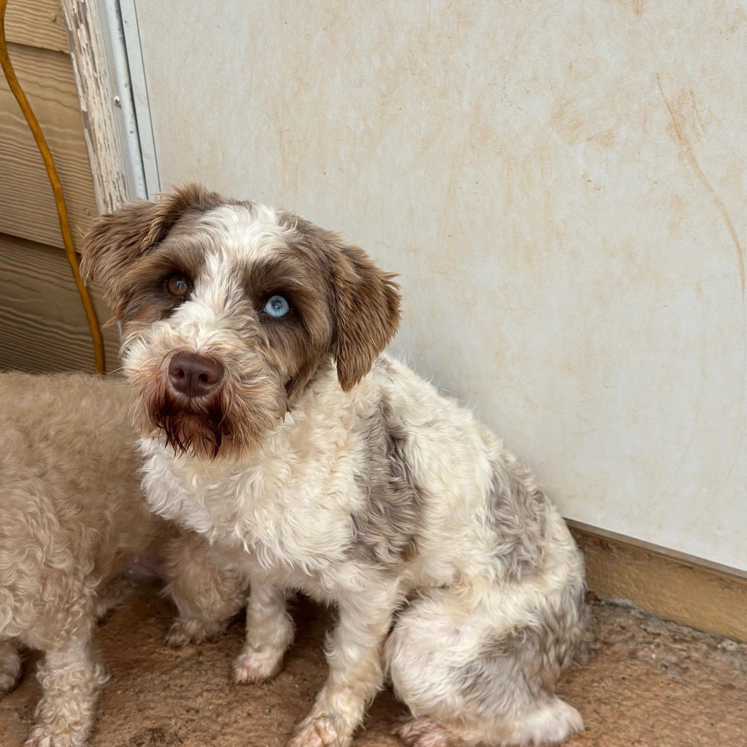 Katniss, a Adoptable Miniature Schnauzer in Atlanta, GA image 3/6