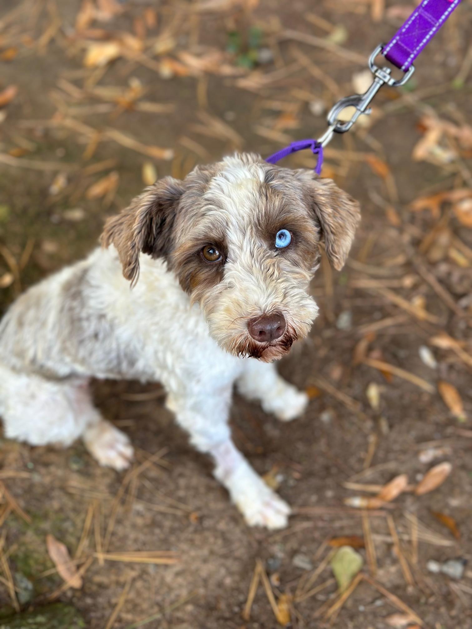 Katniss, a Adoptable Miniature Schnauzer in Atlanta, GA image 4/6
