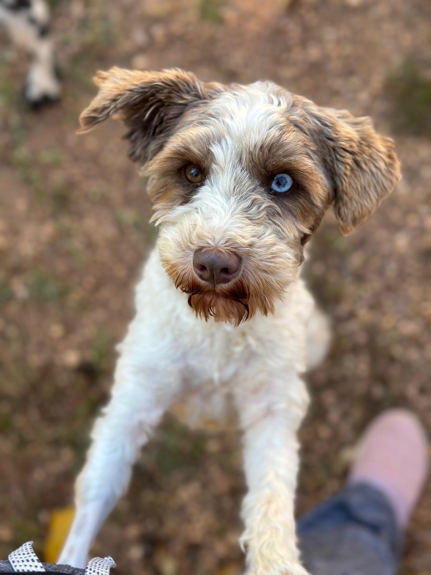 Katniss, a Adoptable Miniature Schnauzer in Atlanta, GA image 5/6
