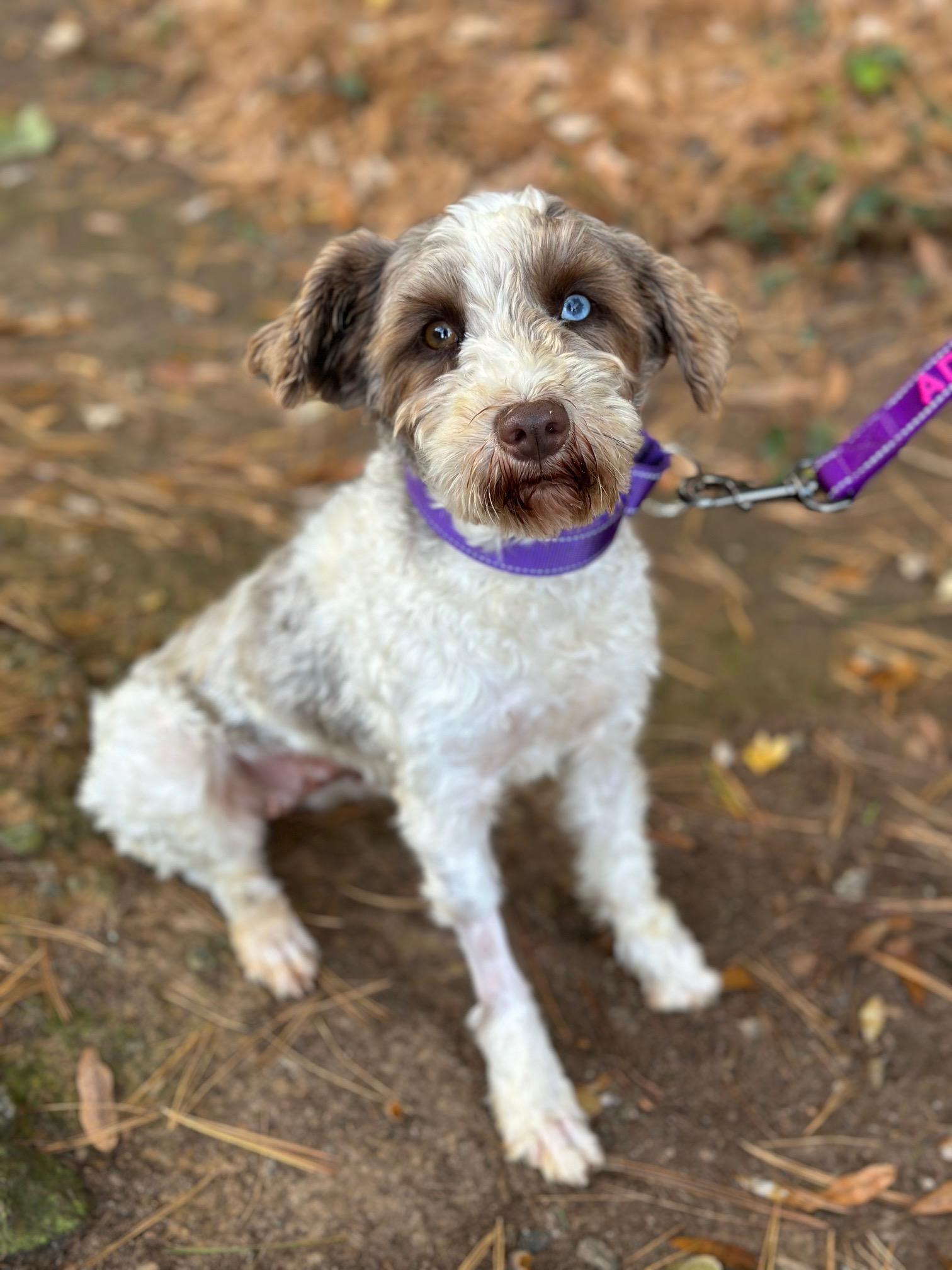 Katniss, a Adoptable Miniature Schnauzer in Atlanta, GA image 1/6