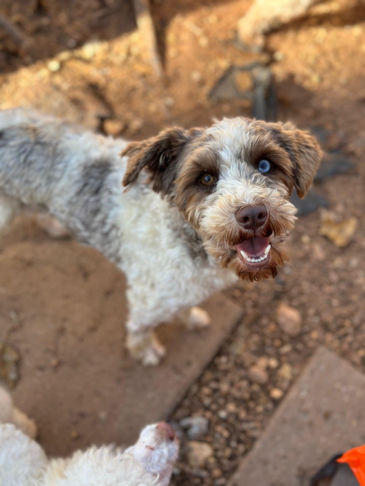 Katniss, a Adoptable Miniature Schnauzer in Atlanta, GA image 6/6
