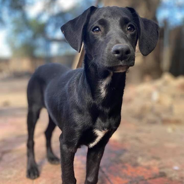 Licorish PC, Adoptable, Puppy Female Catahoula Leopard Dog & Labrador Retriever.
