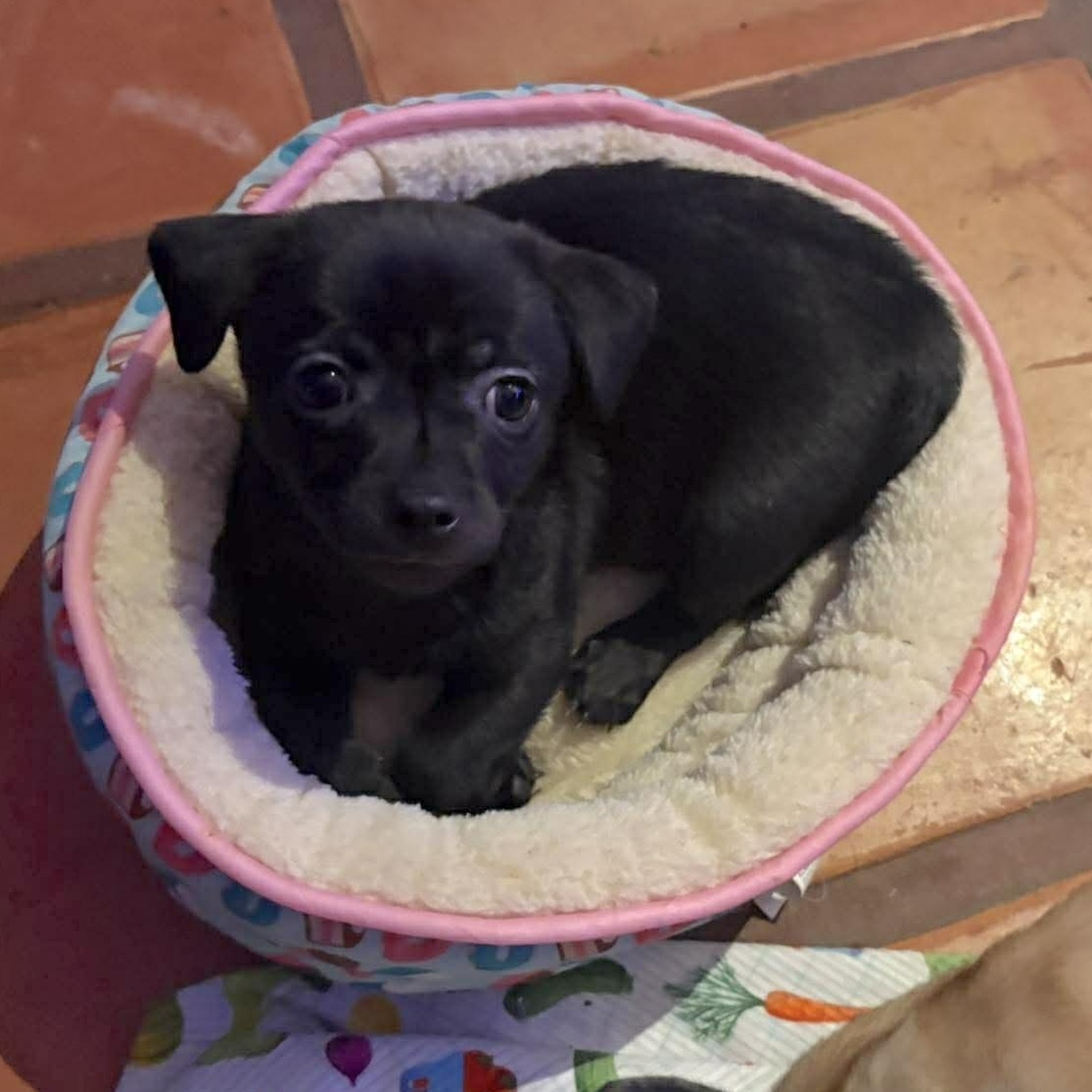 Gizmo, a Adoptable mixed breed in Kennewick, WA image 2/6