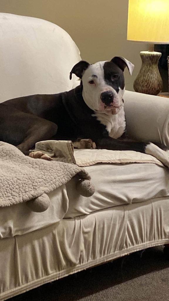 Enlarge Smurf, a Adoptable mixed breed in Hartsville, SC image 1/4