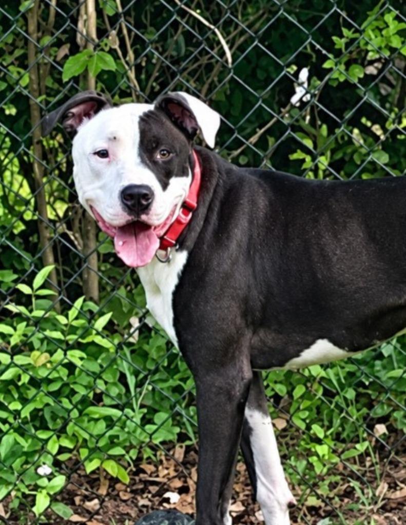 Enlarge Smurf, a Adoptable mixed breed in Hartsville, SC image 2/4