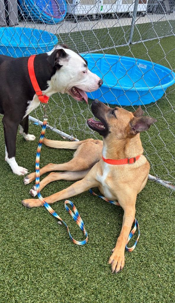 Enlarge Smurf, a Adoptable mixed breed in Hartsville, SC image 4/4
