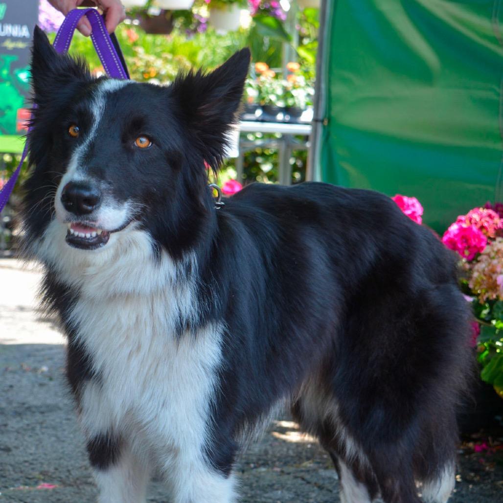 Jax, Adoptable, Adult Male Border Collie.