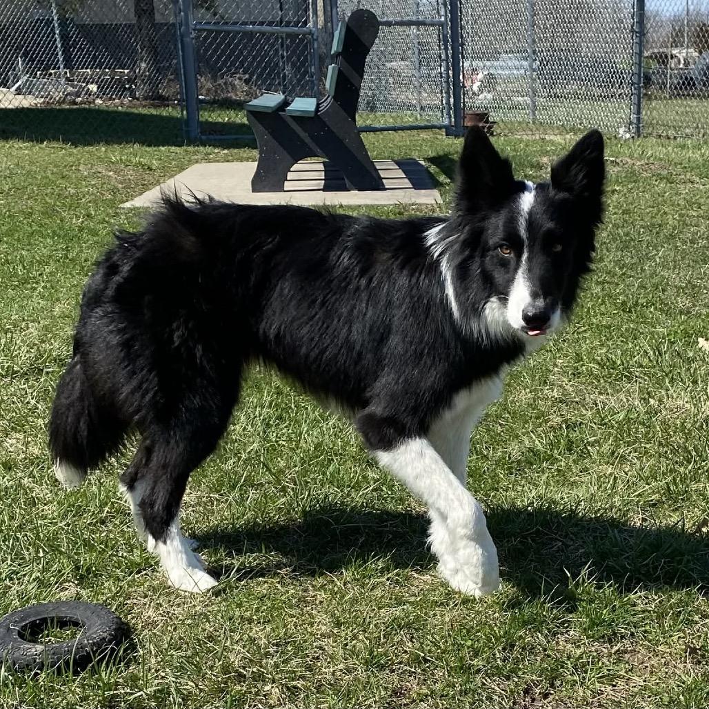 Enlarge Jax, a Adoptable Border Collie in Kansas City, MO image 2/4