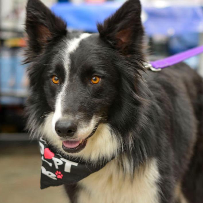 Enlarge Jax, a Adoptable Border Collie in Kansas City, MO image 3/4