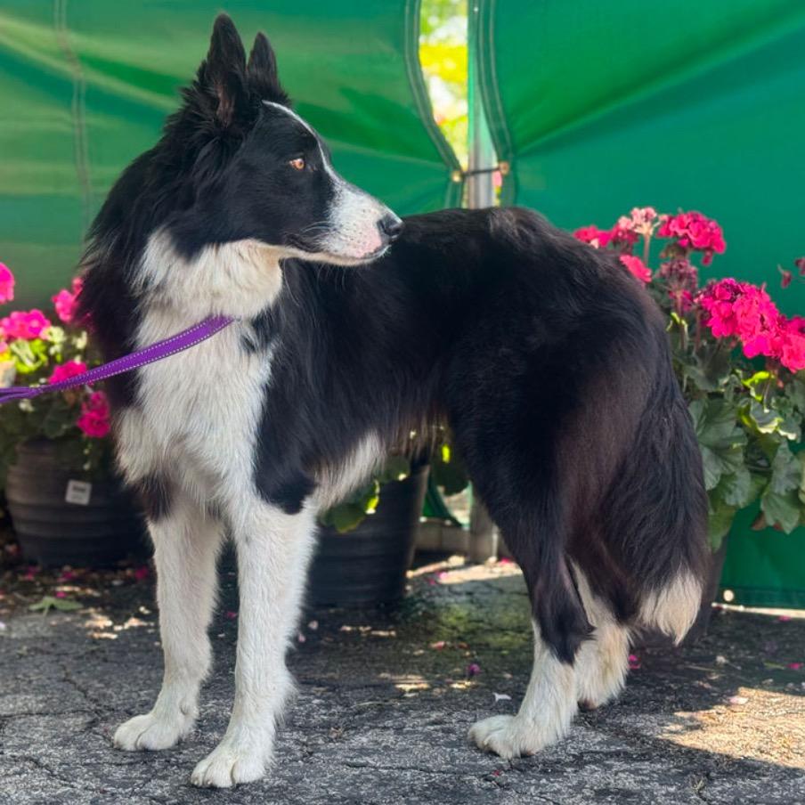 Enlarge Jax, a Adoptable Border Collie in Kansas City, MO image 4/4