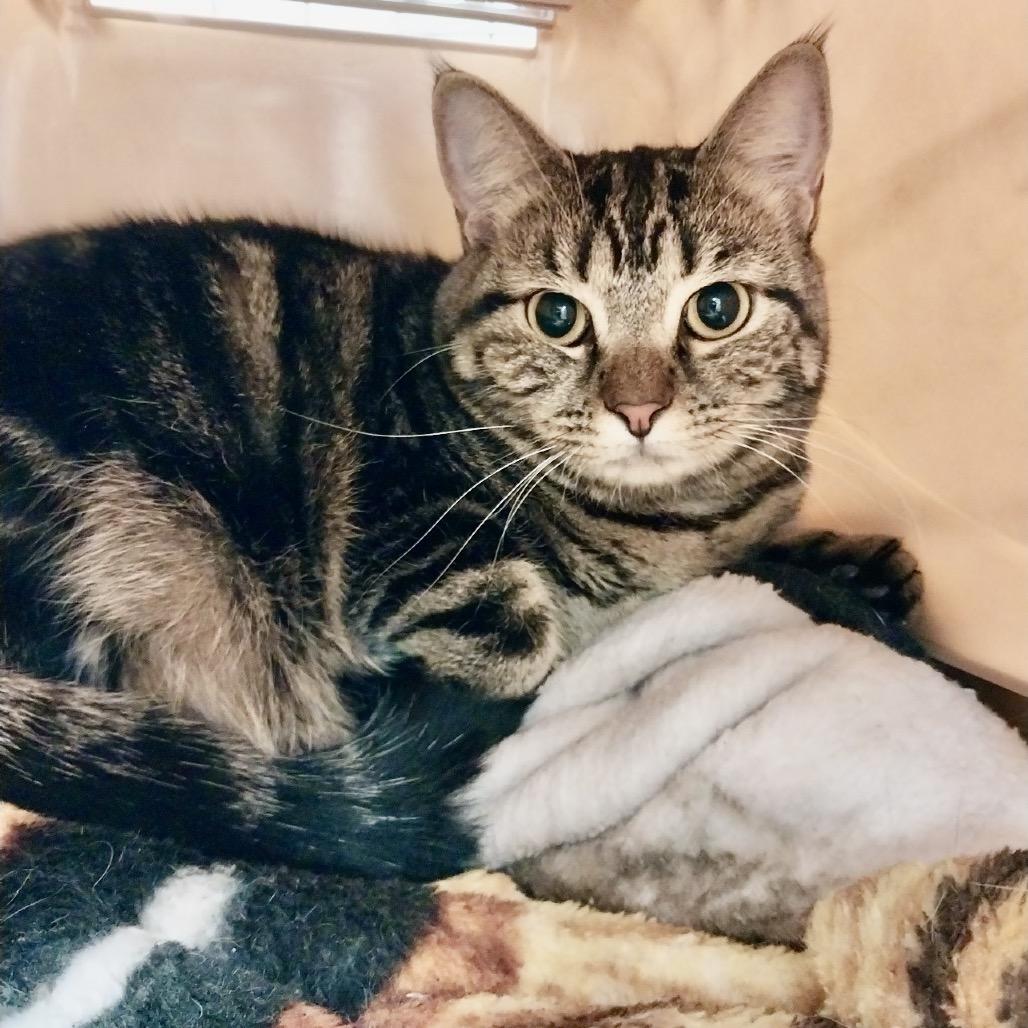 Lila, Adoptable, Adult Female Domestic Short Hair.