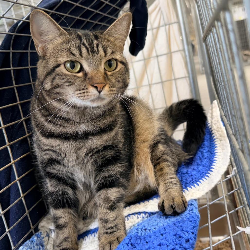Lila, a Adoptable Domestic Short Hair in East Smithfield , PA image 2/4