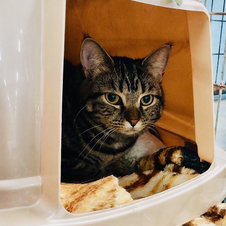 Lila, a Adoptable Domestic Short Hair in East Smithfield , PA image 3/4