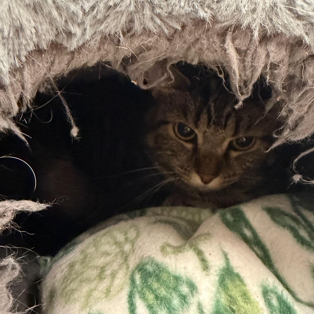 Lila, a Adoptable Domestic Short Hair in East Smithfield , PA image 4/4