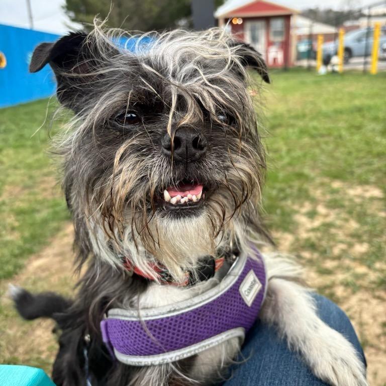 Jake, Adoptable, Adult Male Mixed Breed.