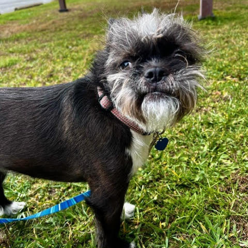 Enlarge Jake, a Adoptable Mixed Breed in Fletcher, NC image 2/6