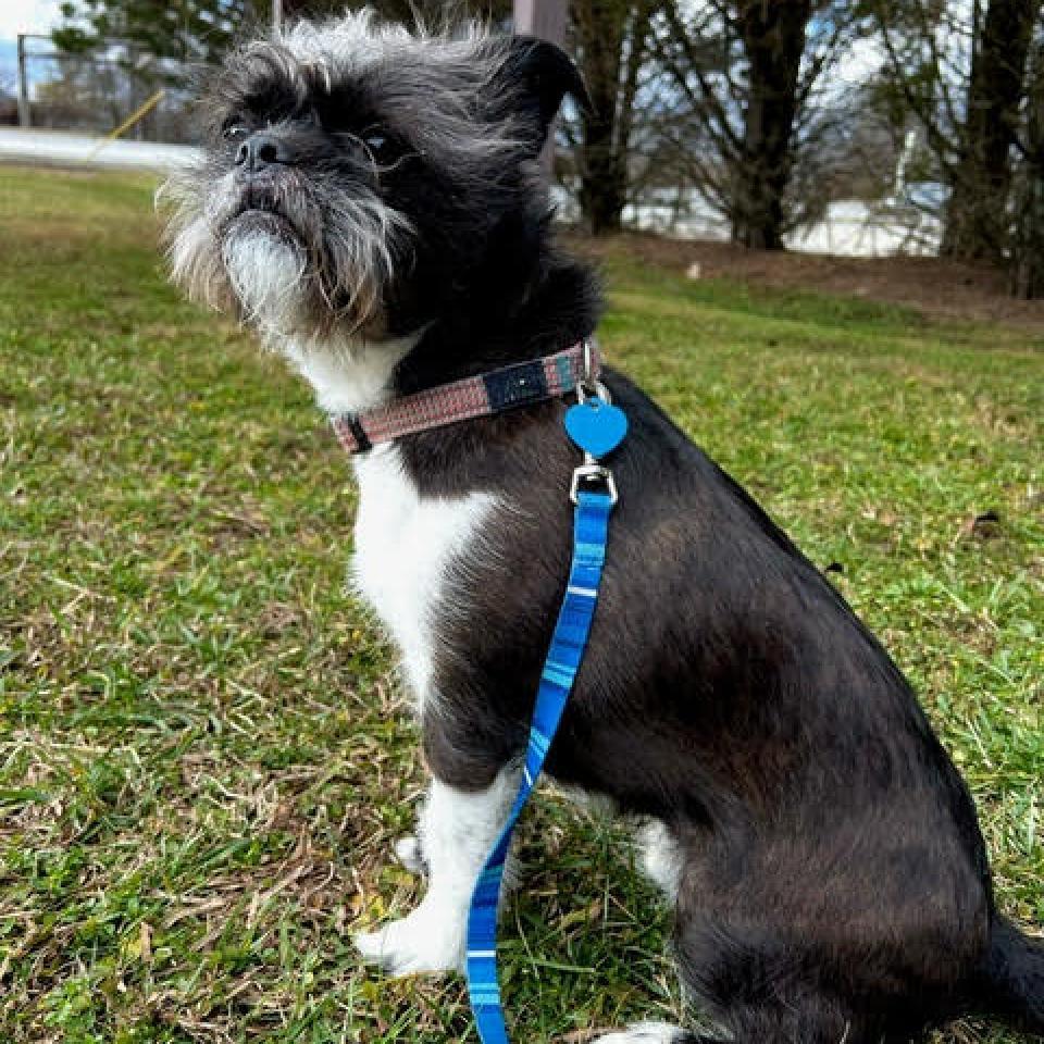 Enlarge Jake, a Adoptable Mixed Breed in Fletcher, NC image 3/6