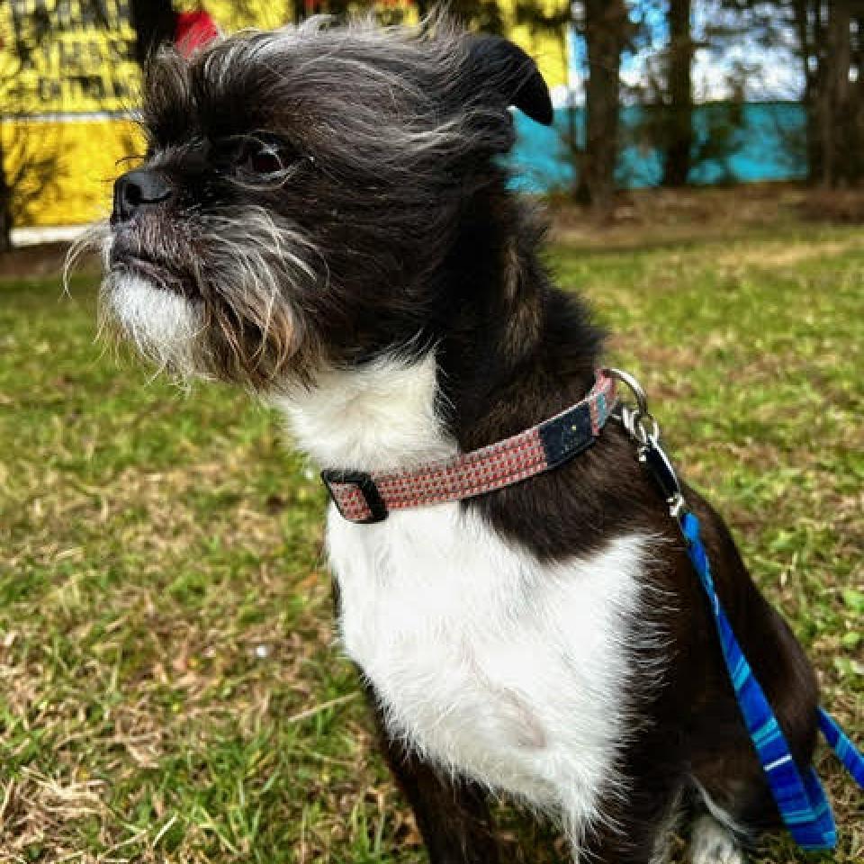 Enlarge Jake, a Adoptable Mixed Breed in Fletcher, NC image 4/6
