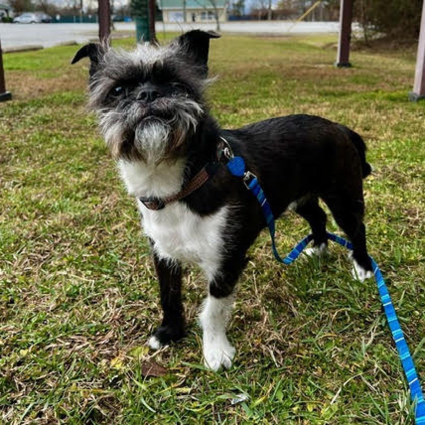 Enlarge Jake, a Adoptable Mixed Breed in Fletcher, NC image 6/6