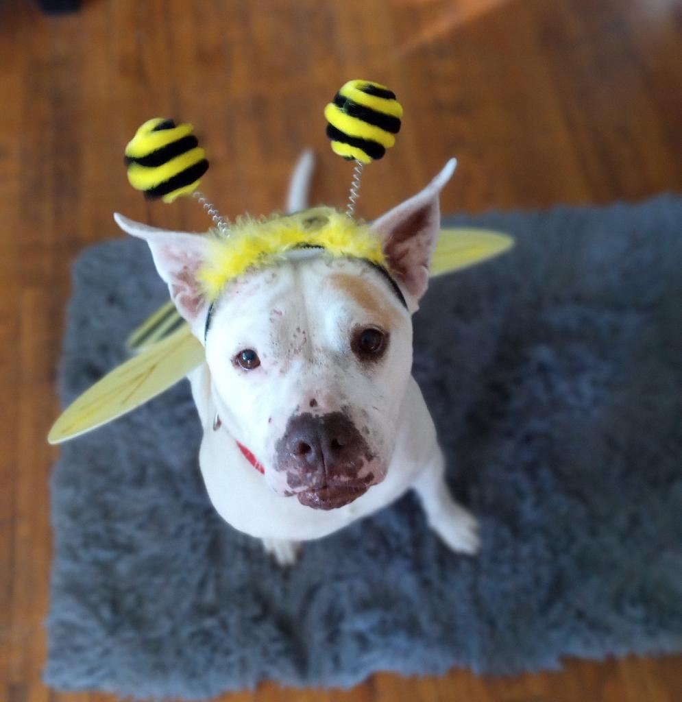 Enlarge Tara, a Adoptable Staffordshire Bull Terrier in Santa Monica, CA image 2/6