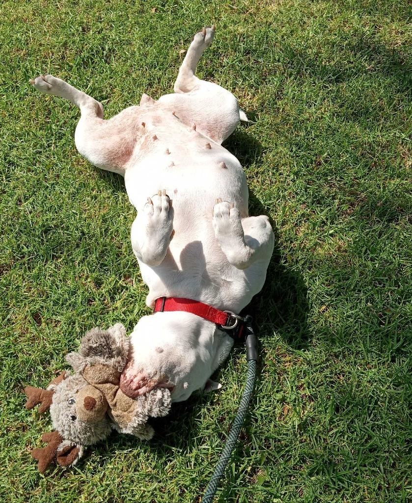 Enlarge Tara, a Adoptable Staffordshire Bull Terrier in Santa Monica, CA image 6/6