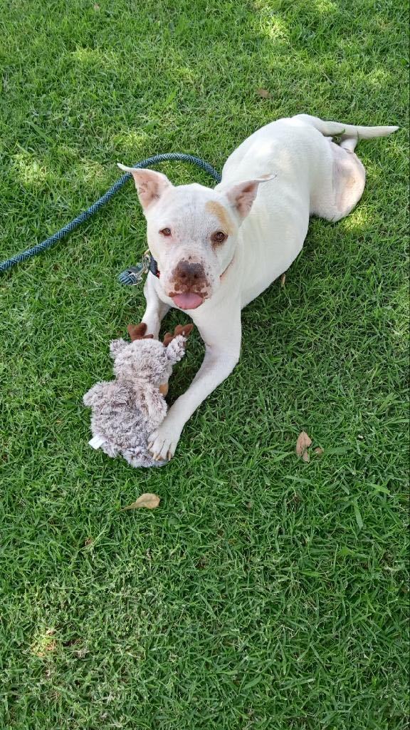 Enlarge Tara, a Adoptable Staffordshire Bull Terrier in Santa Monica, CA image 1/6