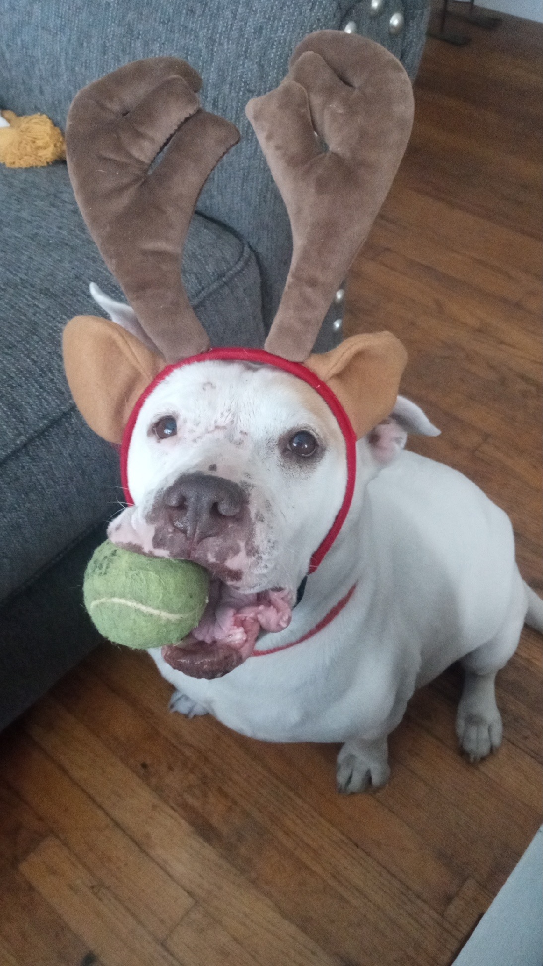 Enlarge Tara, a Adoptable Staffordshire Bull Terrier in Santa Monica, CA image 5/6