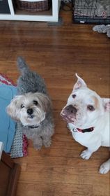 Enlarge Tara, a Adoptable Staffordshire Bull Terrier in Santa Monica, CA image 4/6