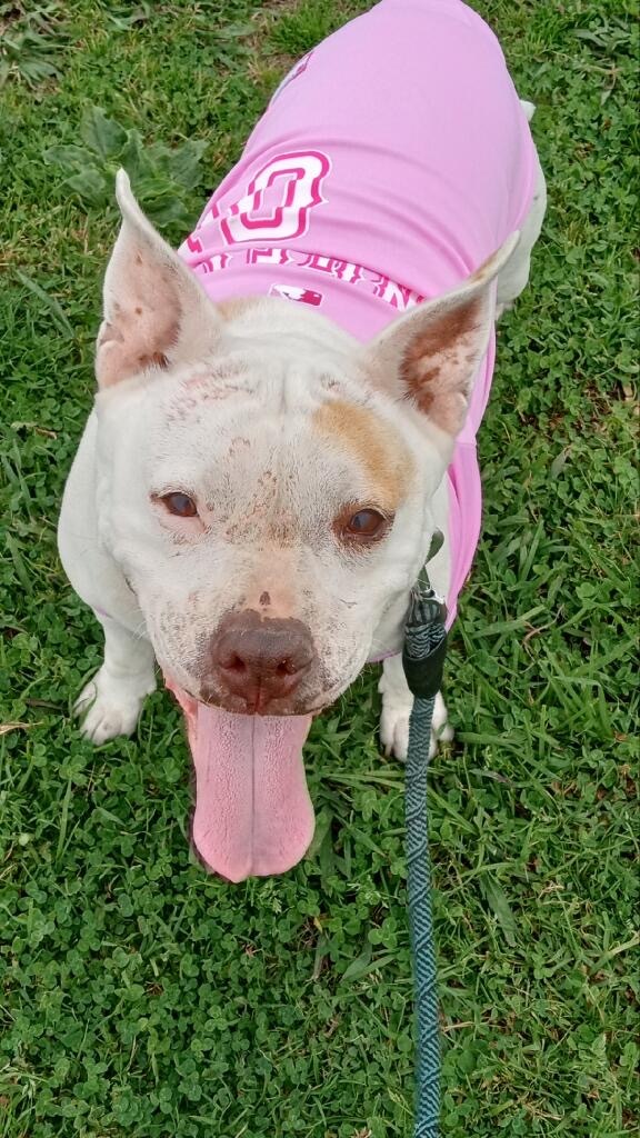 Enlarge Tara, a Adoptable Staffordshire Bull Terrier in Santa Monica, CA image 3/6