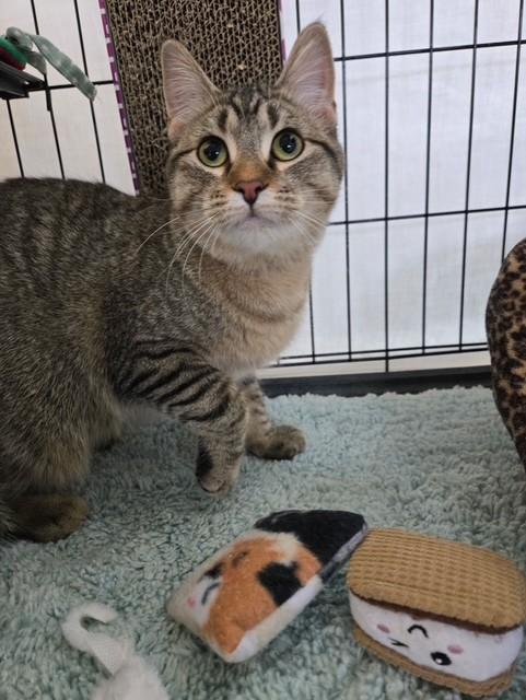 Enlarge Moon, a ADOPTABLE Domestic Short Hair in Chisholm, MN image 1/4