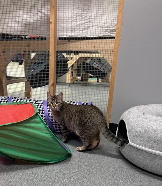 Enlarge Moon, a ADOPTABLE Domestic Short Hair in Chisholm, MN image 2/4