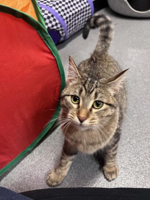 Enlarge Moon, a ADOPTABLE Domestic Short Hair in Chisholm, MN image 4/4