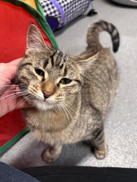 Enlarge Moon, a ADOPTABLE Domestic Short Hair in Chisholm, MN image 3/4