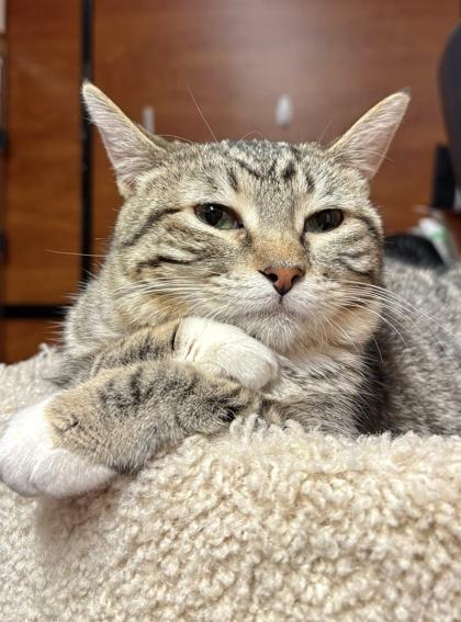 Enlarge Panais, a Adoptable Domestic Short Hair in San Diego, CA image 2/3