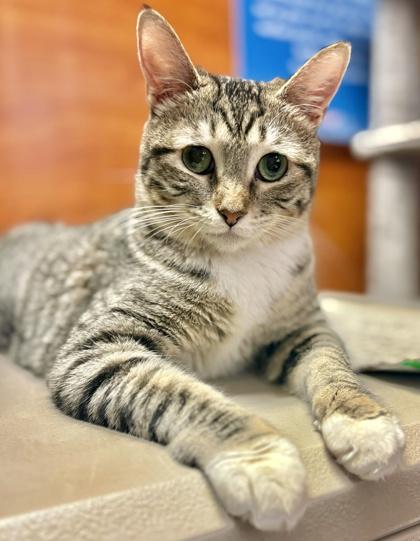Enlarge Panais, a Adoptable Domestic Short Hair in San Diego, CA image 3/3