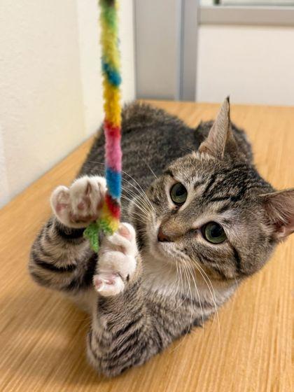 Panais, a Adoptable Domestic Short Hair in San Diego, CA image 5/5