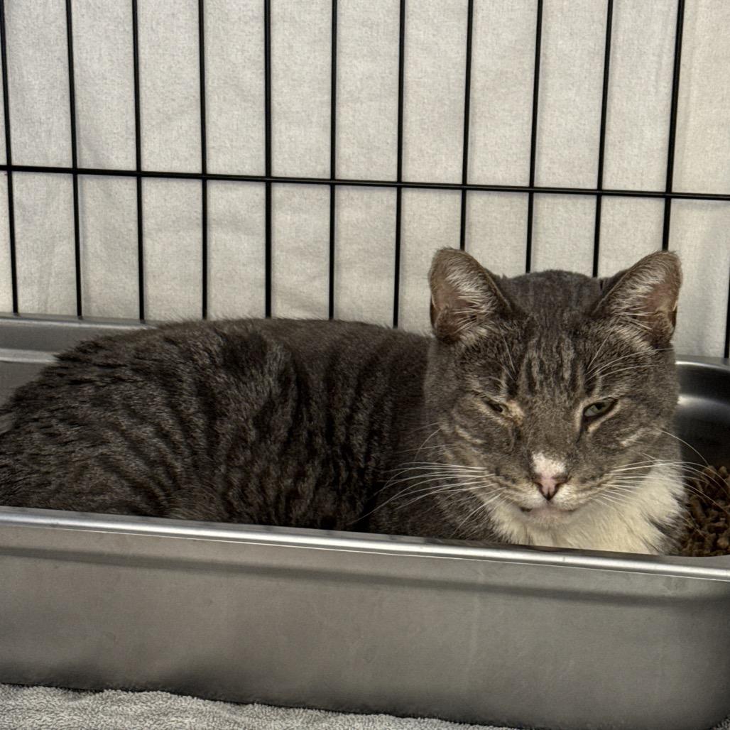 Enlarge Glacier, a Adopted Domestic Short Hair in Bismarck, ND image 3/4