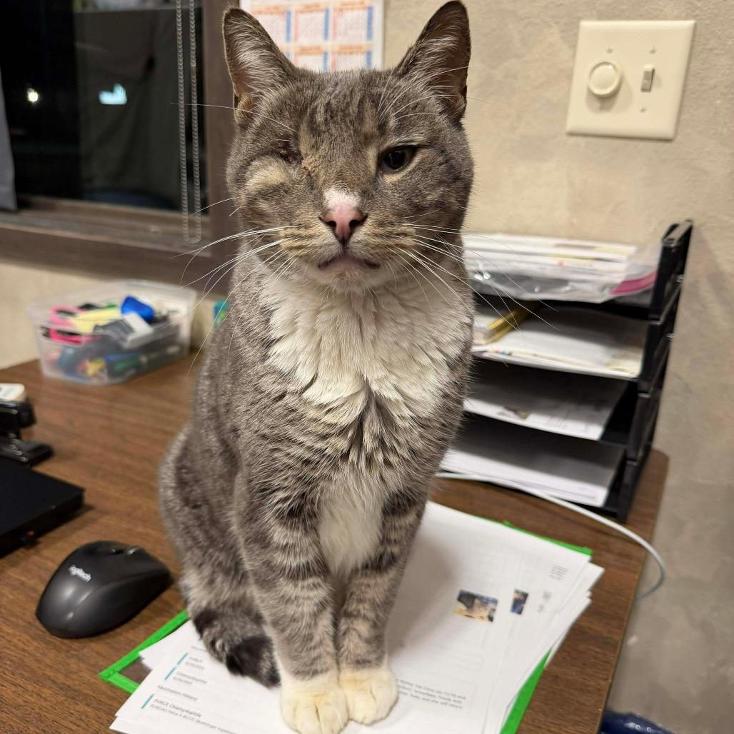 Enlarge Glacier, a Adopted Domestic Short Hair in Bismarck, ND image 4/4