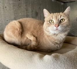 Hazel, a ADOPTABLE American Shorthair in Lead, SD image 1/5