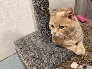 Hazel, a ADOPTABLE American Shorthair in Lead, SD image 4/5