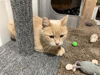 Hazel, a ADOPTABLE American Shorthair in Lead, SD image 5/5